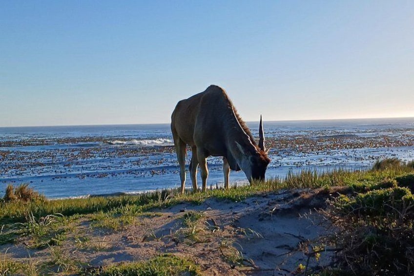 Cape Eland 5
