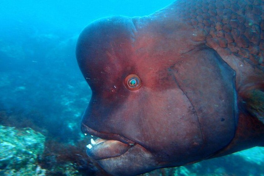 A large fish with a prominent head and visible eye. 5