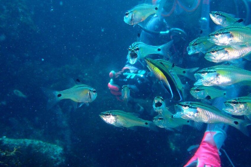 A group of fish swimming in the ocean. 2