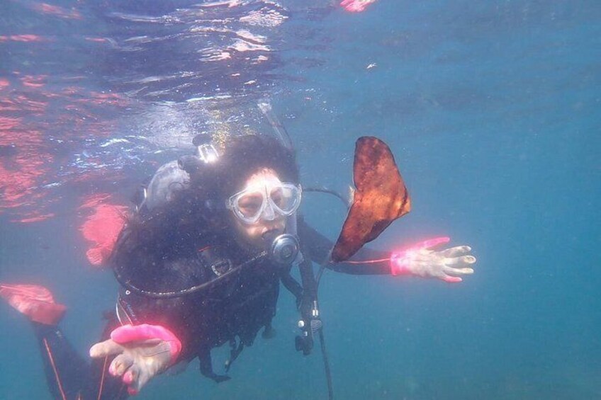 Round Batfish,A fish that camouflages as dead leaves. 2
