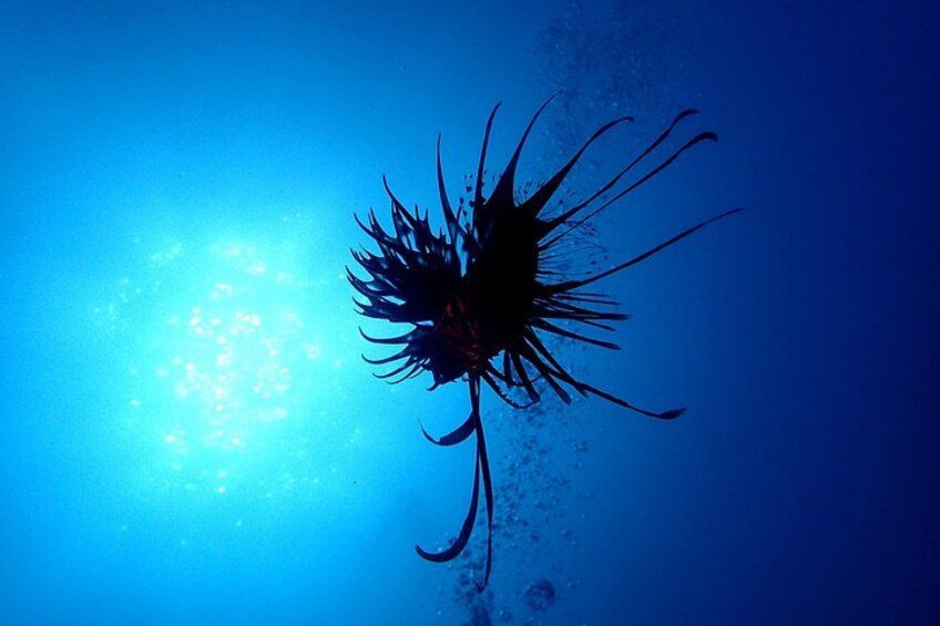 A silhouette of a jellyfish against a blue background. 3