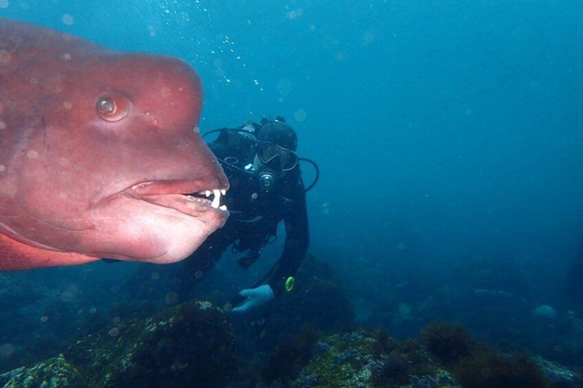 A diver with a large fish, possibly a shark, in the background. 1
