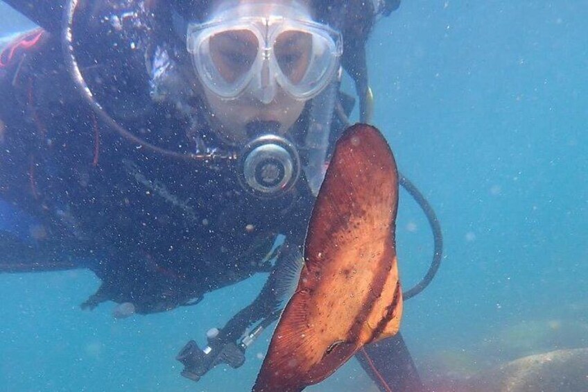 Round Batfish,A fish that camouflages as dead leaves. 3
