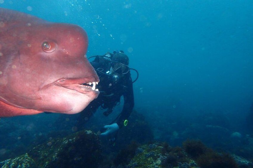 A diver with a scuba mask and fins, a large fish with a prominent mouth, and underwater vegetation. 1
