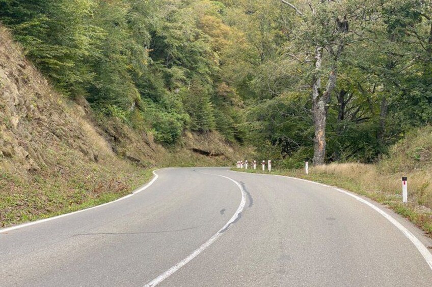 Un camino serpenteante rodeado de bosque denso. 2