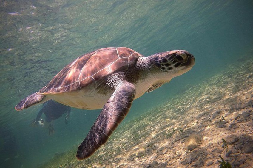Half-Day Scuba Diving Tour - Discover Scuba Diving! 4