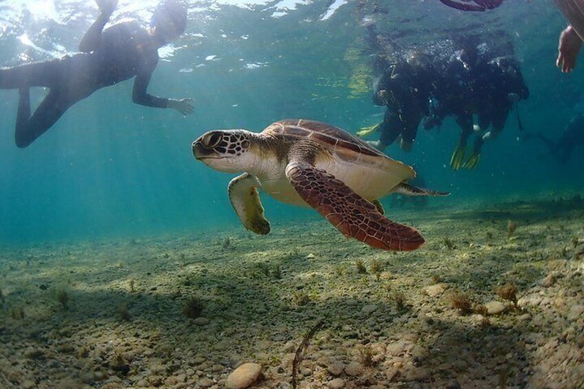 Half-Day Scuba Diving Tour - Discover Scuba Diving! 3