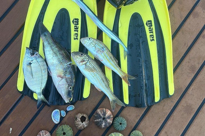 Une paire de palmes de plongée jaunes et noires, plusieurs poissons et des coquillages sur une surface en bois. 4