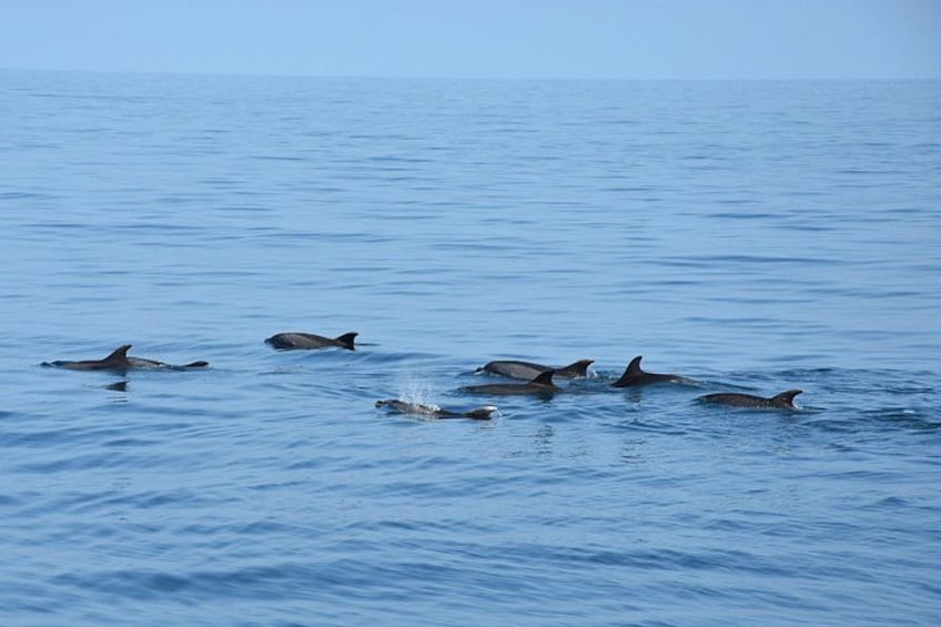 Dolphin Sightseeing Boat Tour from Benalmadena 2