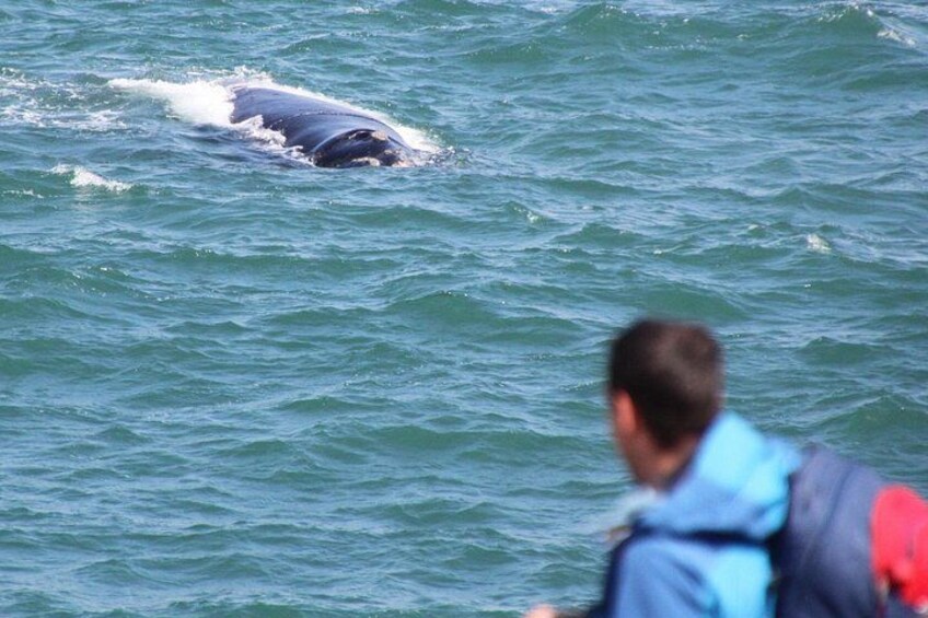 Whale Watching Walking Tours (Land-Based) - from 15th JUNE 2026 1