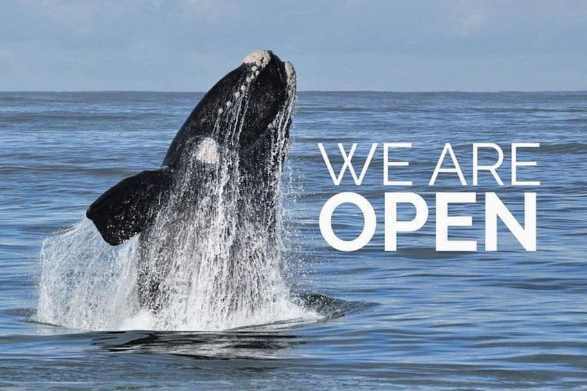Whale Watching Walking Tours (Land-Based) - from 15th JUNE 2026 2