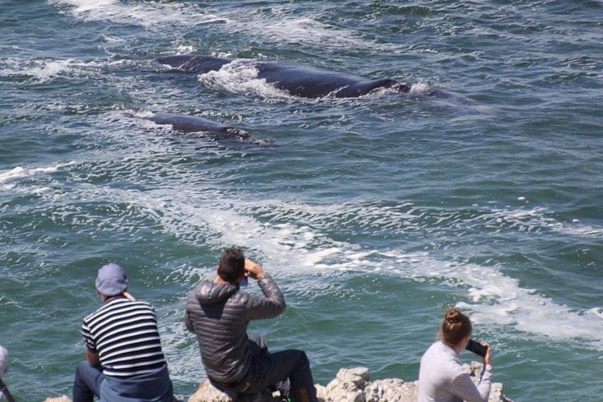 Whale Watching Walking Tours (Land-Based) - from 15th JUNE 2026 5