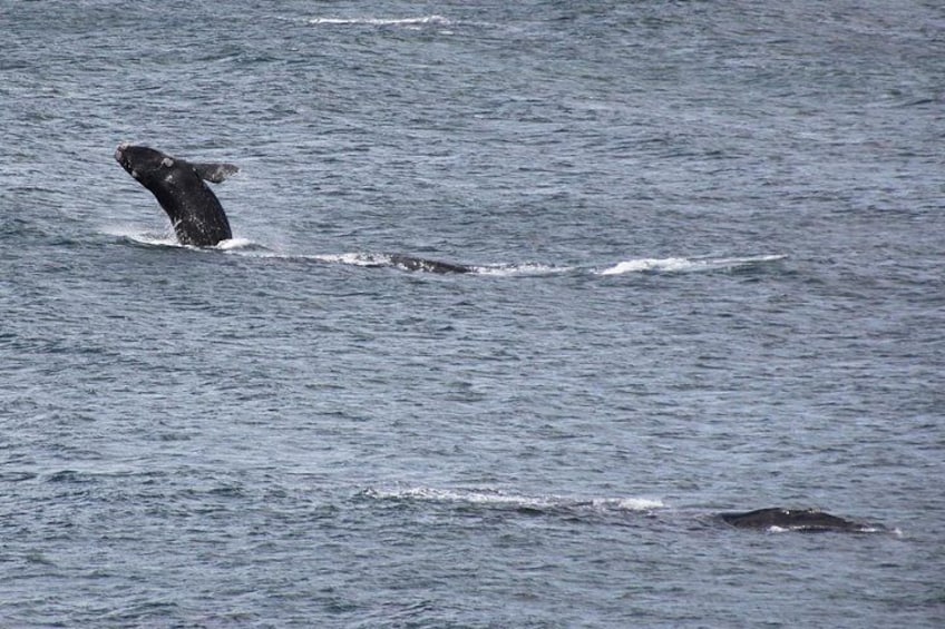 Whale Watching Walking Tours (Land-Based) - from 15th JUNE 2026 4
