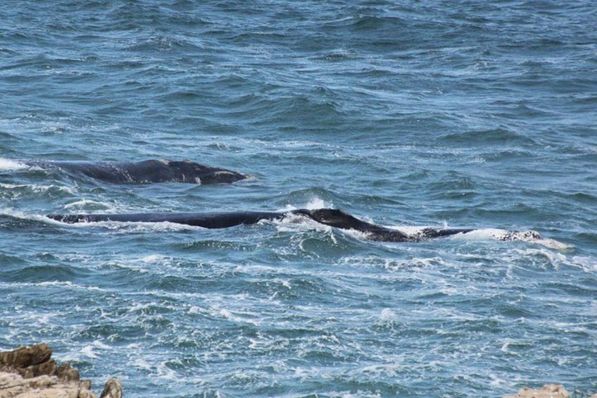 Whale Watching Walking Tours (Land-Based) - from 15th JUNE 2026 3
