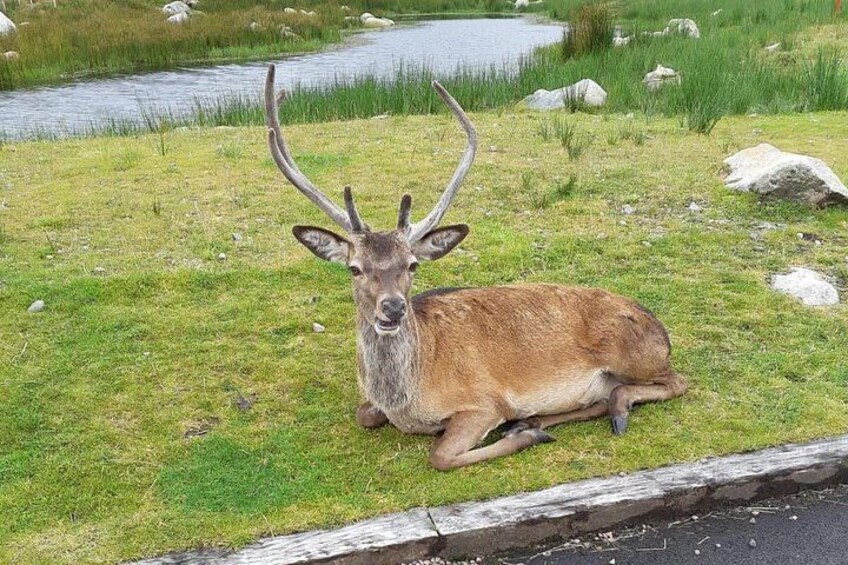 Fort William and Glencoe 3