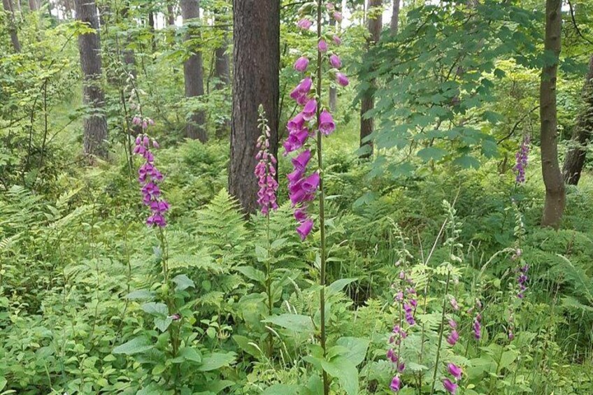 Fort William and Glencoe 2