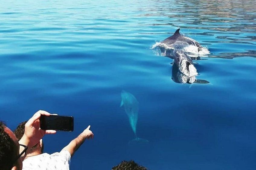 A dolphin swimming in clear blue water, a person taking a photo, and another person pointing at the dolphin. 3