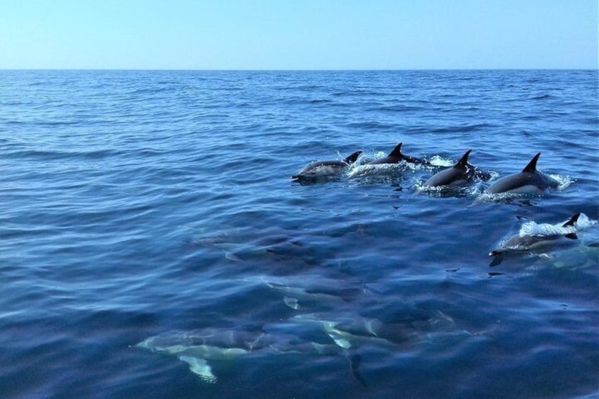 Dolphins swimming in the ocean. 3