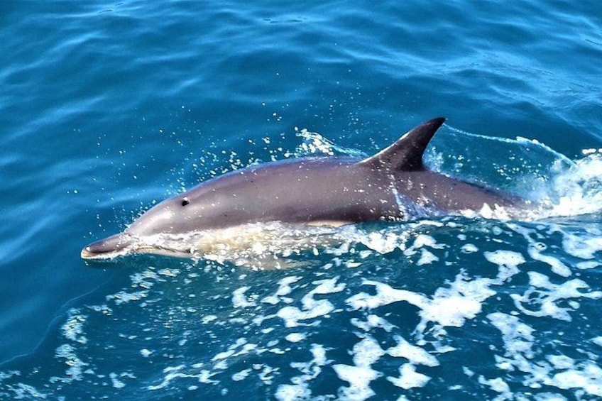 A dolphin swimming in clear blue water. 2