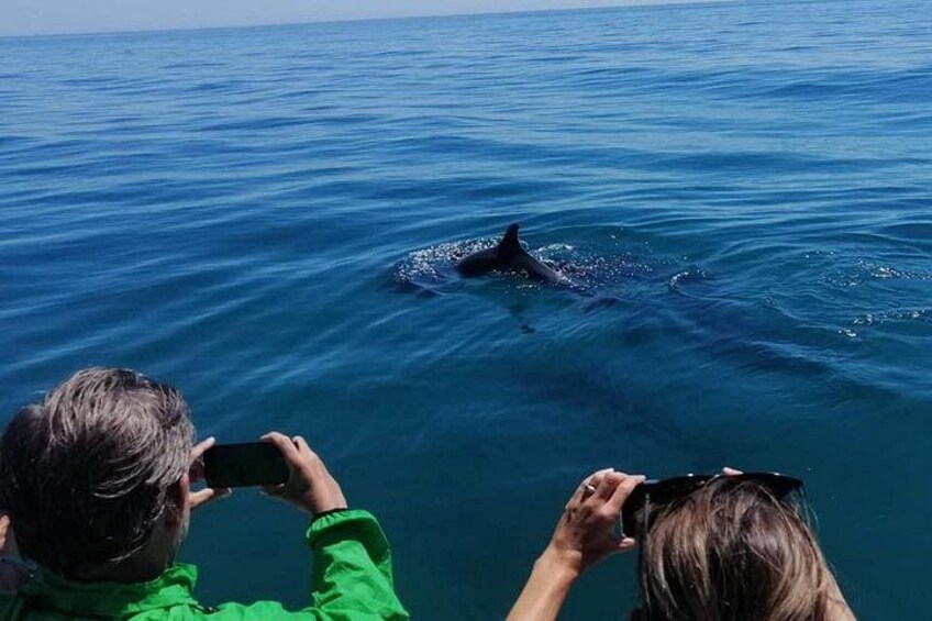 Sesimbra: Arrábida Dolphin and Whale Watching tour with biologist 5