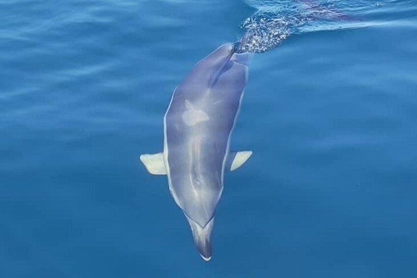Sesimbra: Arrábida Dolphin and Whale Watching tour with biologist 4