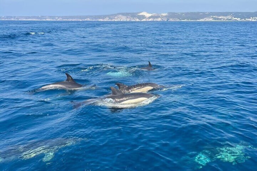 Three dolphins swimming in the ocean with a clear sky and distant land in the background. 1