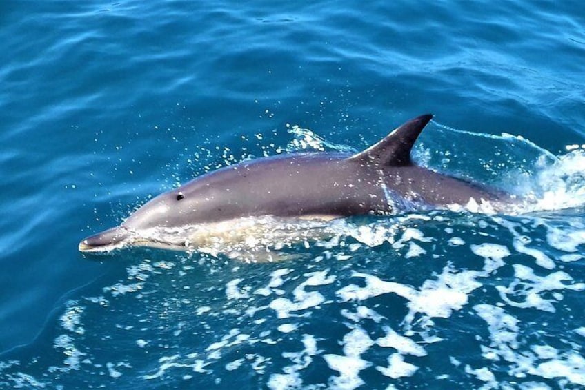 A dolphin swimming in the ocean. 5