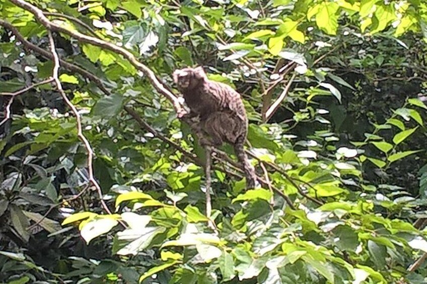 A monkey sitting on a tree branch surrounded by dense green foliage. 2