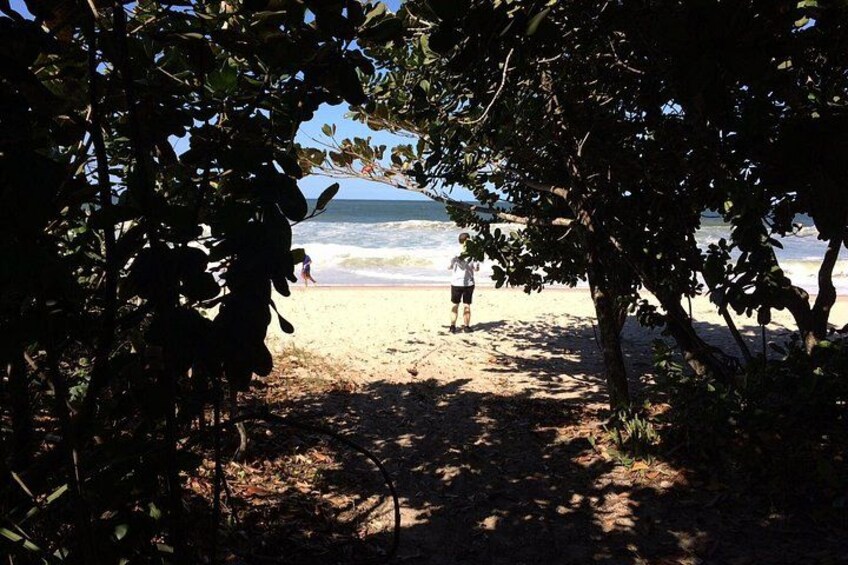 A beach with a person walking, trees, and the ocean. 5