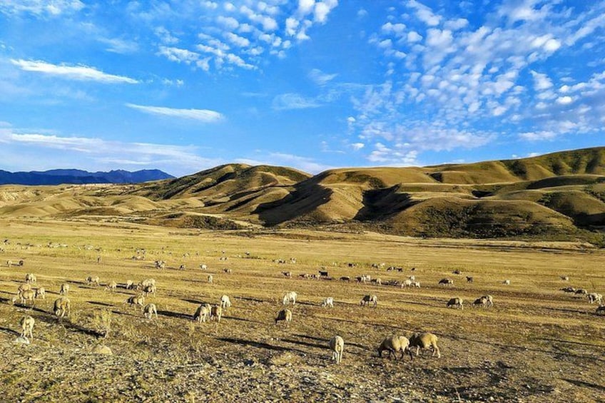 Ein weites, grünes Feld mit sanften Hügeln unter blauem Himmel. 1