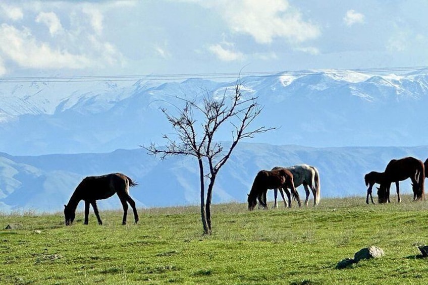Caballos pastando en un campo de hierba con una cadena montañosa al fondo. 2