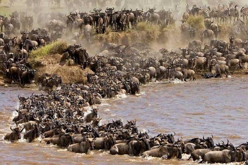 3 Days Masai Mara By Flight from Mombasa/Diani (min 2 Pax) 1