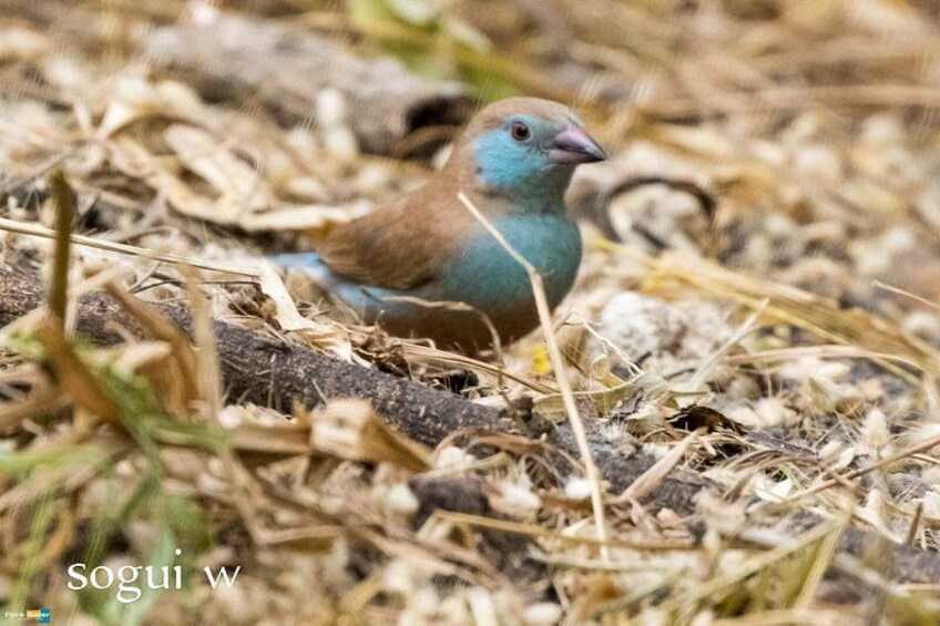 Un uccello con piumaggio blu e marrone sul terreno, tra erba secca e rametti. 3