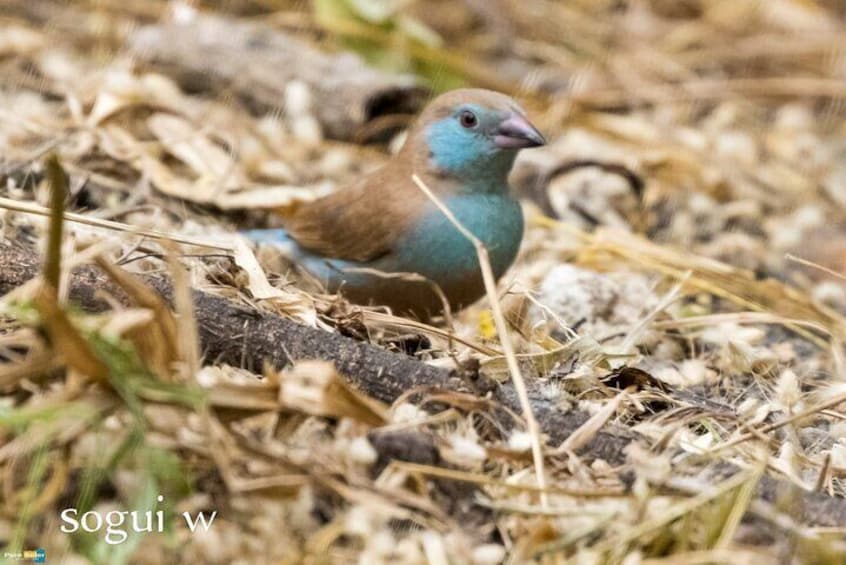 Un uccello con piumaggio blu e marrone a terra. 3