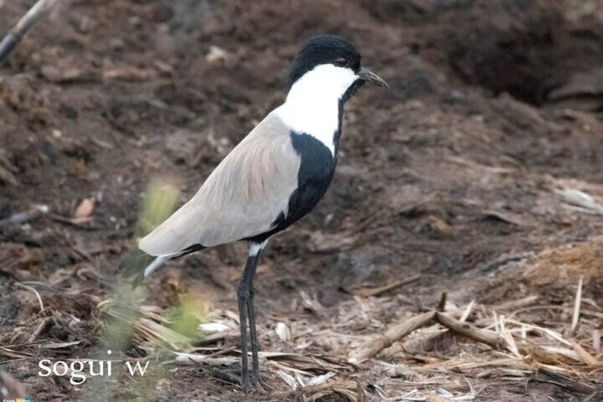 Un uccello in piedi sul terreno. 2