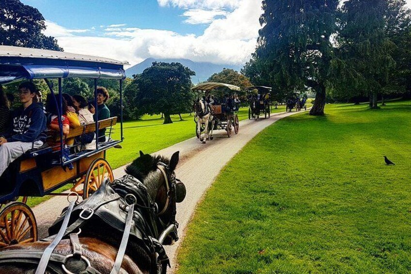 Jaunt along through Killarney National Park