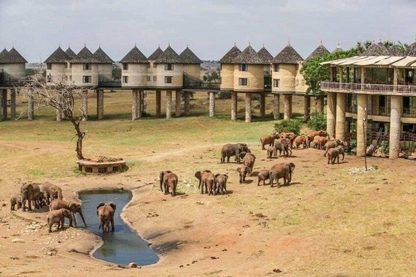 5 Day Tsavo [East & West] Amboseli & Taita Wildlife Park Safari Expedition