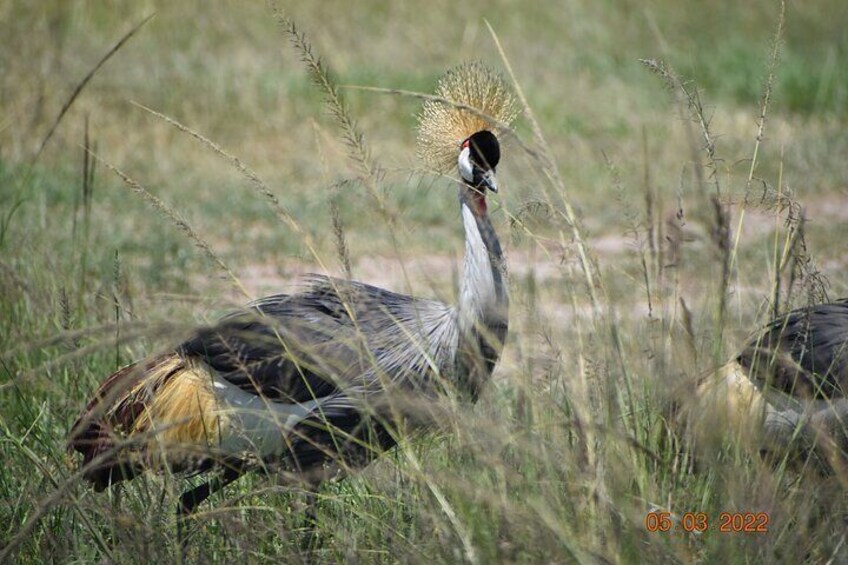 2 Days / 1 Night - Tsavo Explorer Safari