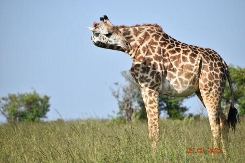 2 Days / 1 Night - Tsavo Explorer Safari