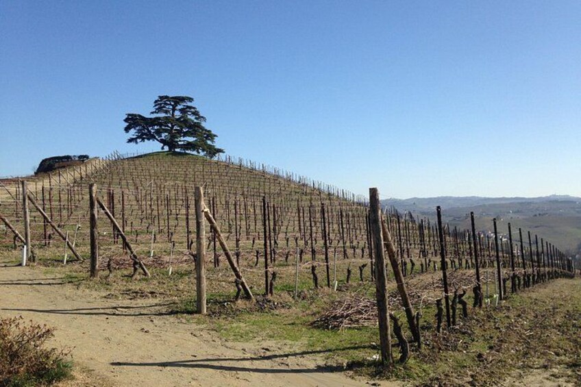 Private Barolo Wine Tour with Winemaker 2