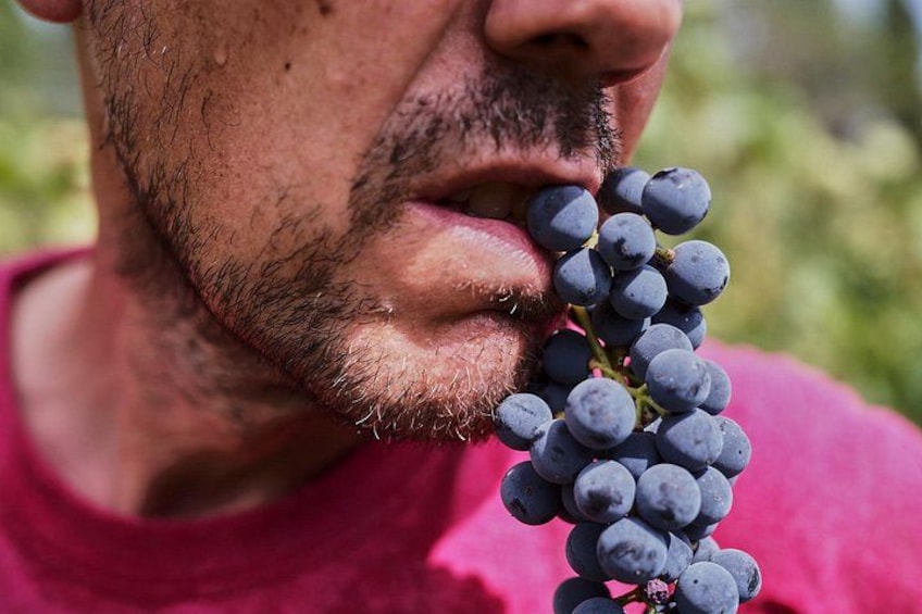 A person holding a bunch of grapes. 3