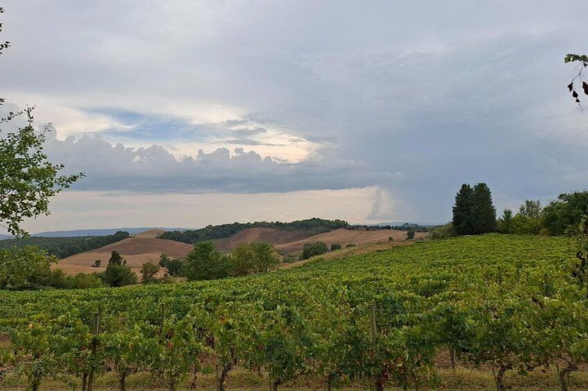 A vineyard with rows of grapevines under a cloudy sky. 2