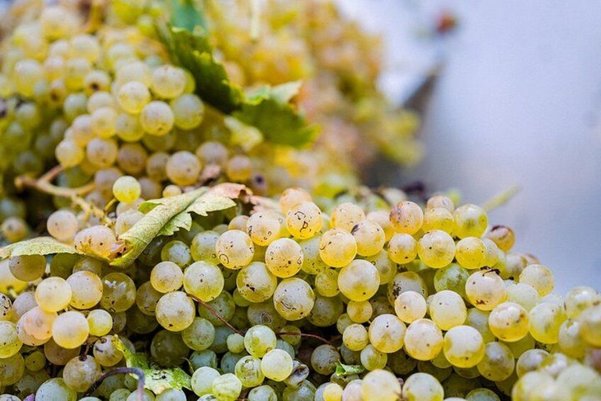 A cluster of green grapes with some leaves. 5
