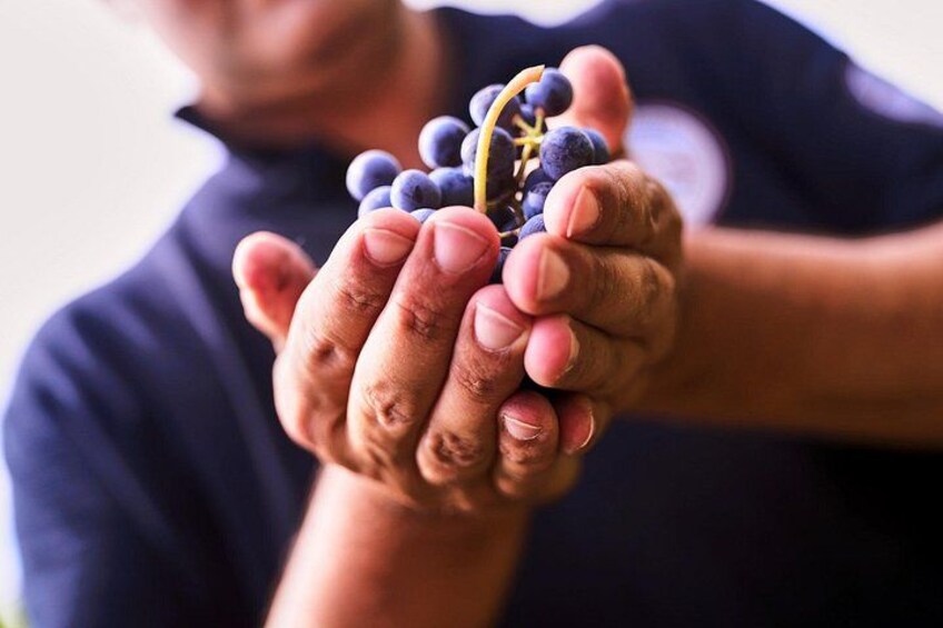 A person holding a bunch of grapes. 4