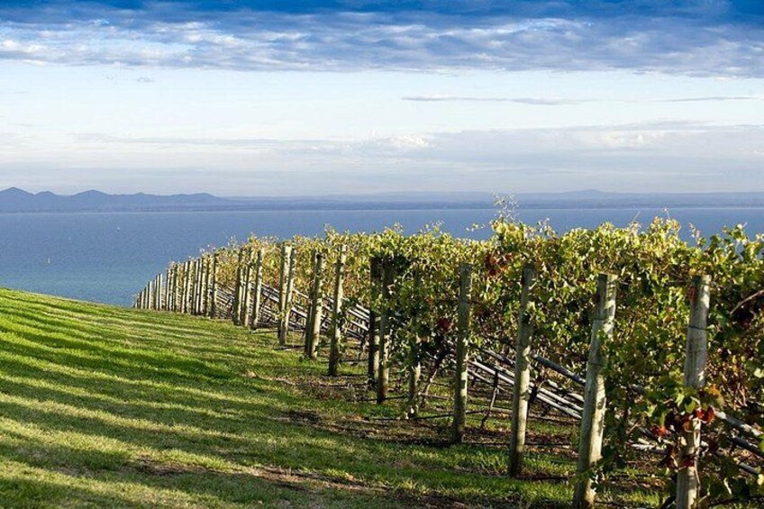 Jack Rabbit Vineyard 3