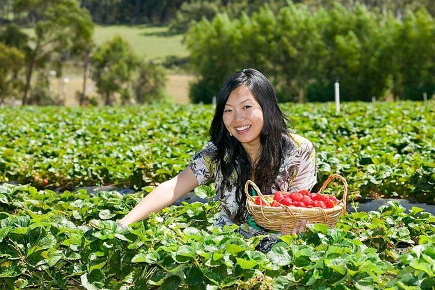 Strawberry Picking (Nov - Apr) 2