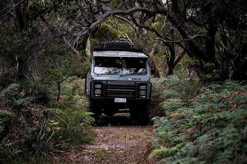 A vehicle navigating a forest trail. 1