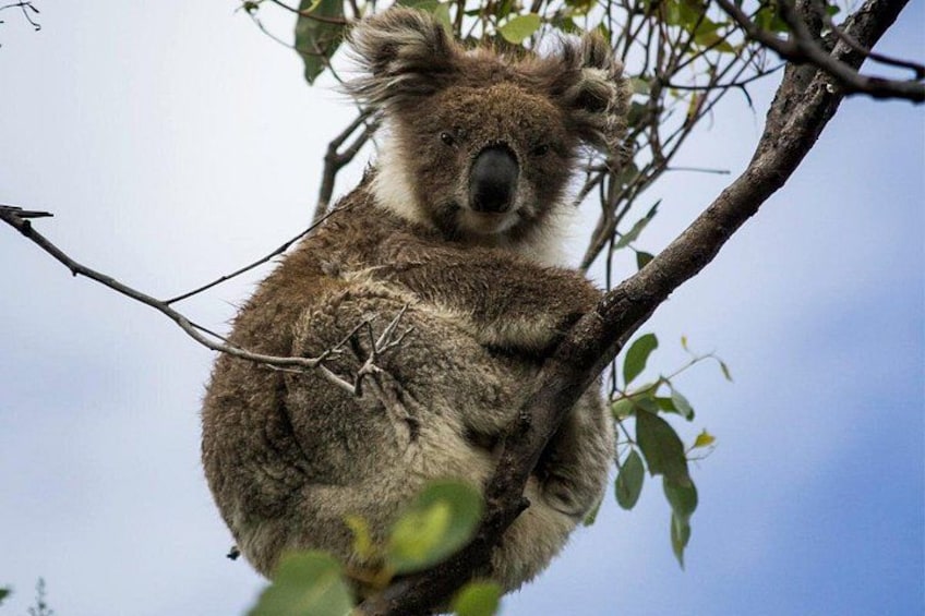 A koala clinging to a tree branch. 2