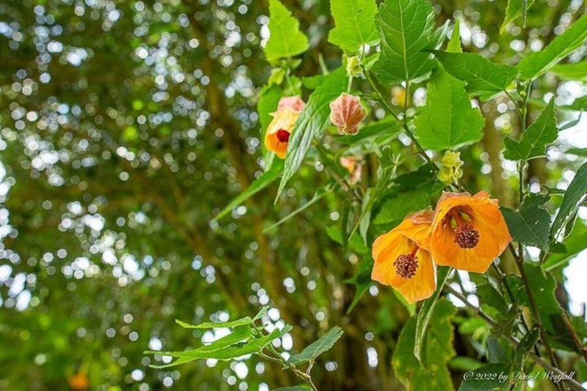Een detailopname van oranje bloemen met groene bladeren in een natuurlijke omgeving. 2