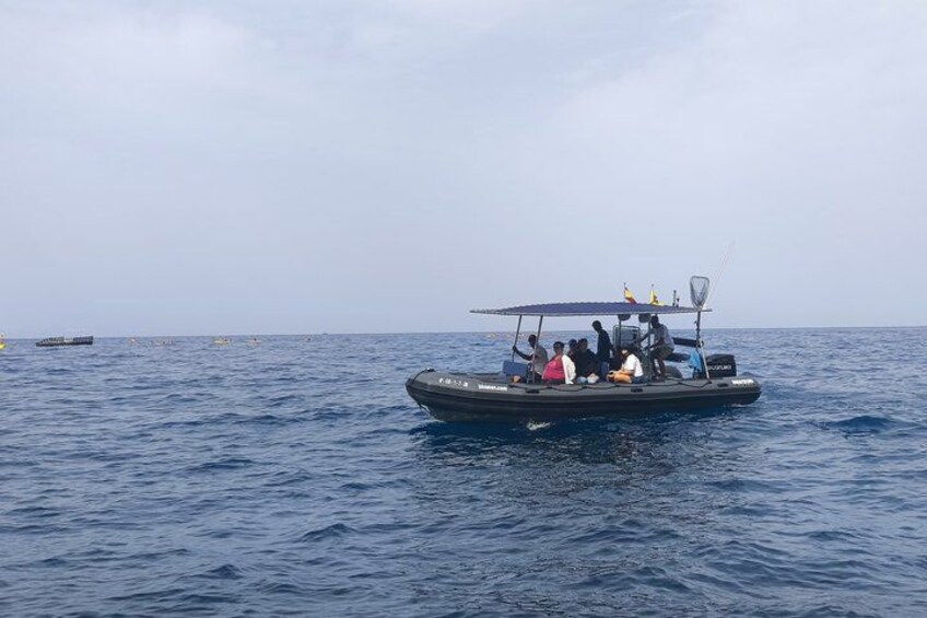 Whale Watching and Marine Science Tour 4
